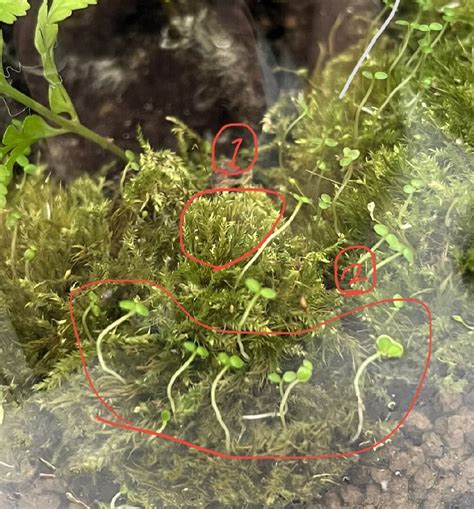 苔蘚發霉 6是什麼意思